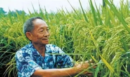 吃瓜爆料袁隆平图片大全,吃瓜群众眼中的农业巨星